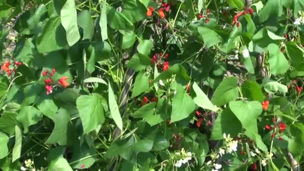 Flores de frijol de verano y fondo de hoja — Vídeo de stock