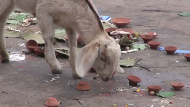 Capra e barche sul sacro fiume indiano Gange a Varanasi — Video Stock