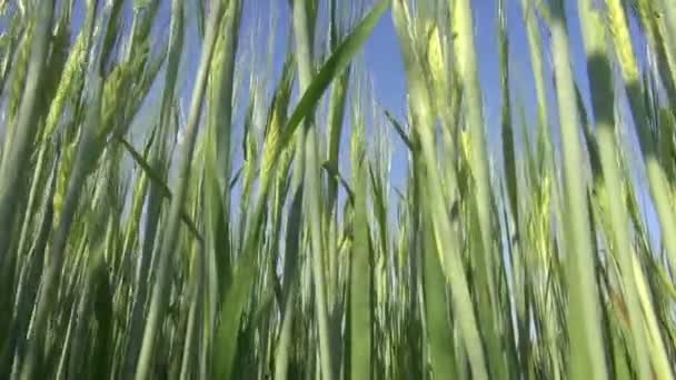 Zomertijd verse groene gerst oren en wind — Stockvideo