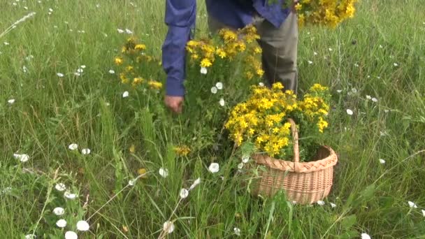 Recoger hierba médica tutsan Hypericum perforatum flor en el prado de verano — Vídeo de stock
