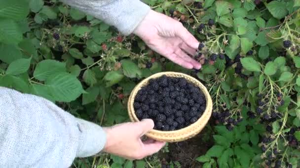Picking fresh blackberry berry from bush — Stock Video