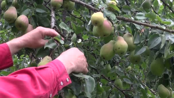 Farmář ruce výdeje zralé čerstvé hrušky ze stromu — Stock video