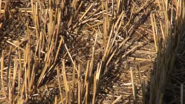 Campo di grano autunnale dopo combinare raccolta e ombra videografo — Video Stock