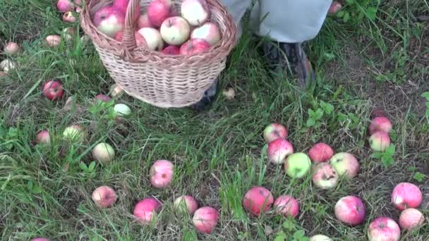 Boer oogst verse appelen in tuin — Stockvideo