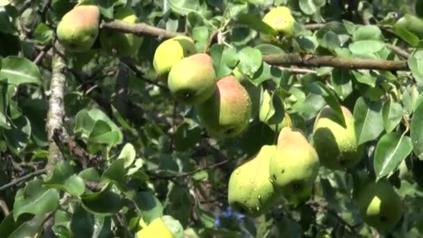 Peras frescas maduras en la rama del árbol en el jardín — Vídeo de stock