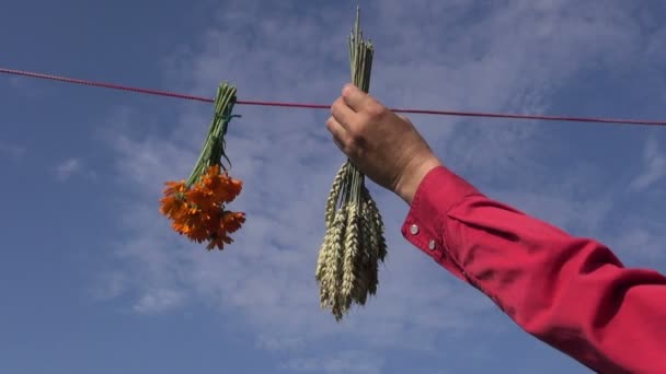 Висячая пшеница, календула и васильковый букет на веревке — стоковое видео