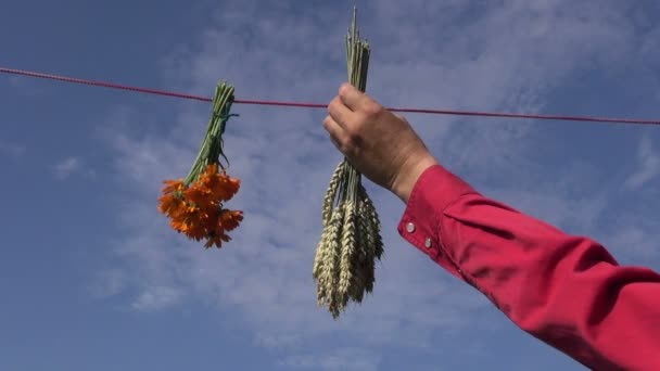 Pendaison de blé, de calendula et de bouquet de bleuets sur ficelle — Video