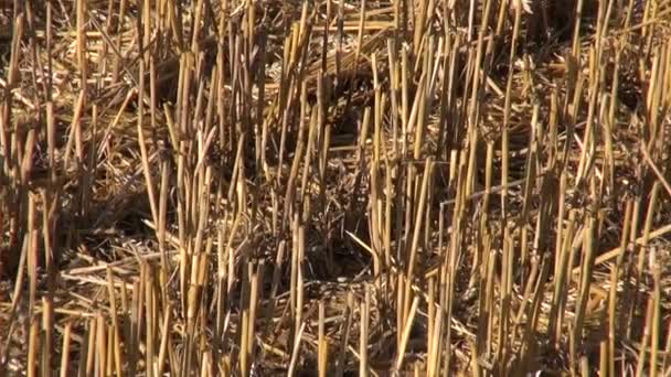コンバイン収穫後の麦畑にわら — ストック動画