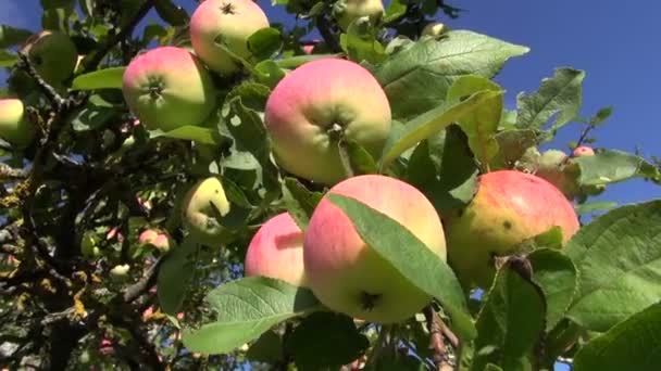 Manzana madura de verano en rama de árbol en jardín — Vídeo de stock