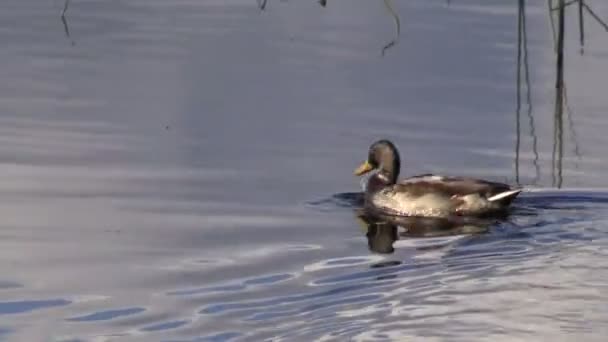 Pájaro ánade real en el agua del lago — Vídeo de stock