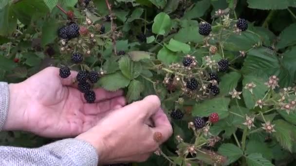 Picken verse blackberry BES van bush — Stockvideo