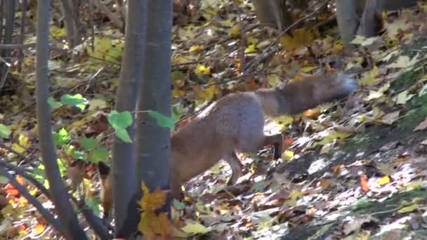 Schöner wilder Rotfuchs (Vulpes vulpes) im Herbst — Stockvideo