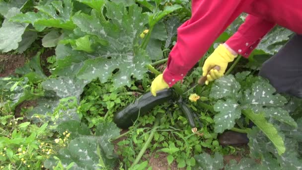 Recoger calabacín fresco en el jardín de la granja — Vídeo de stock