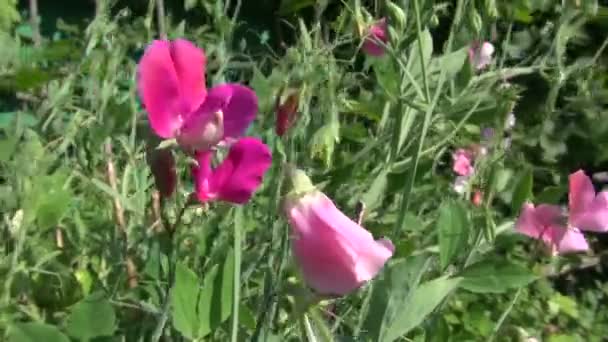 Летний вечлинг Lathyrus odoratus красивые цветы — стоковое видео