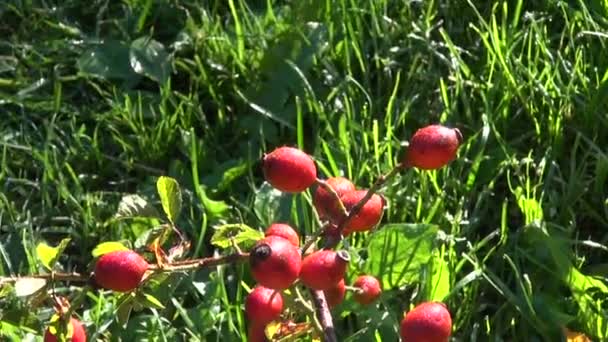 Дика троянда стегна плоди на гілці восени — стокове відео