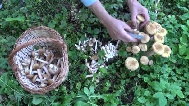 Frau sammelt Honigpilze (Armillaria mellea) — Stockvideo