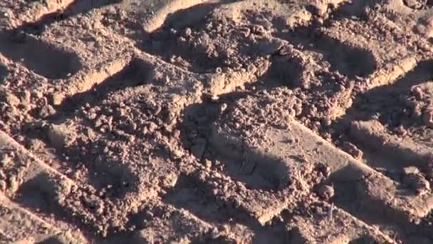 Сільськогосподарські трактористські сліди на польовому ґрунті — стокове відео