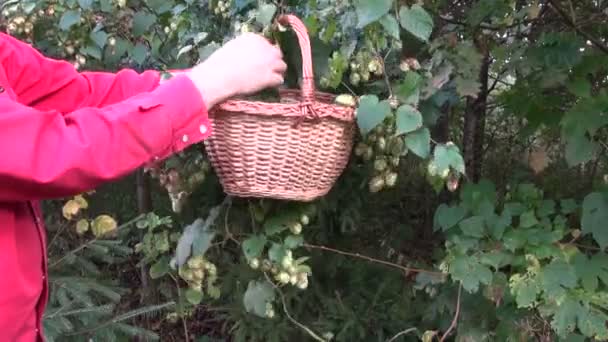 Verse hopbellen plukken in tuin — Stockvideo