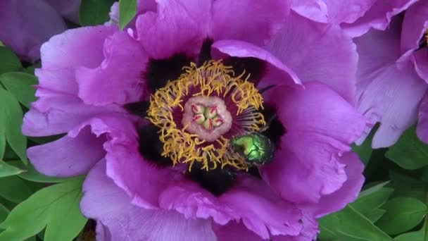 Rose chafer (Cetonia aurata) in beautiful peony blossom — Stock Video