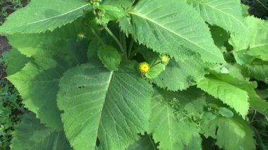 tıbbi bitki yellowhead (Inula helenium) Bahçe