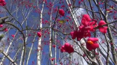 Avrupa Milli (euonymus europaeus) kırmızı çilek sonbahar orman