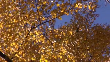 güzel Sonbahar zaman huş ağacı orman