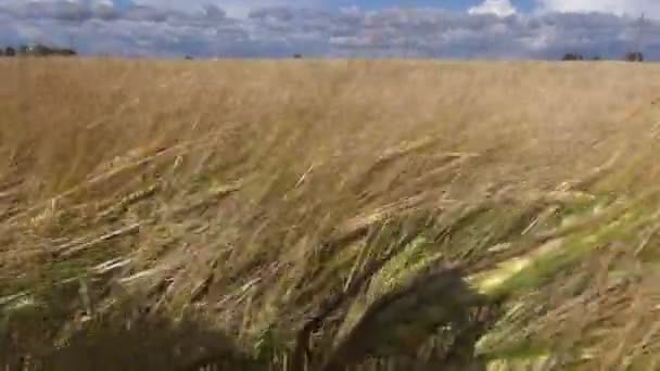 Campo de cebada de verano en el viento — Vídeos de Stock
