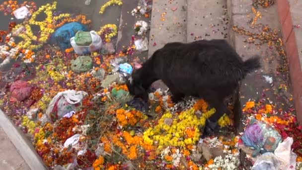 Cabra negra comiendo flores rituales religiosas hindúes en el río Ganges, Varanasi, India — Vídeos de Stock