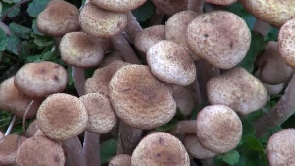 Miód fungus(armillaria mellea) grzybów jesienią — Wideo stockowe