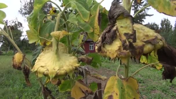 Sonbahar ayçiçeği başkanları olgunlaşmış tohumlar ve rüzgar ile — Stok video