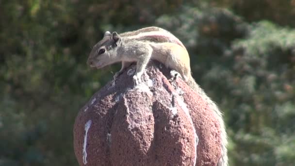 Παλάμη ινδική squirrell σε πέτρινο φράχτη — Αρχείο Βίντεο