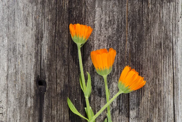 Three calendula marigold flowers on old wooden plank — Stock Photo, Image