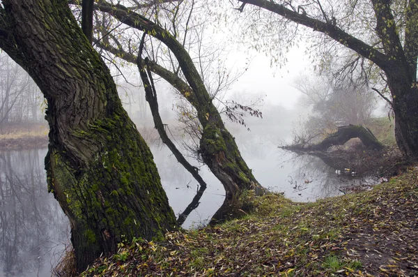 Paysage de rivière autum avec arbre et brouillard morming — Photo