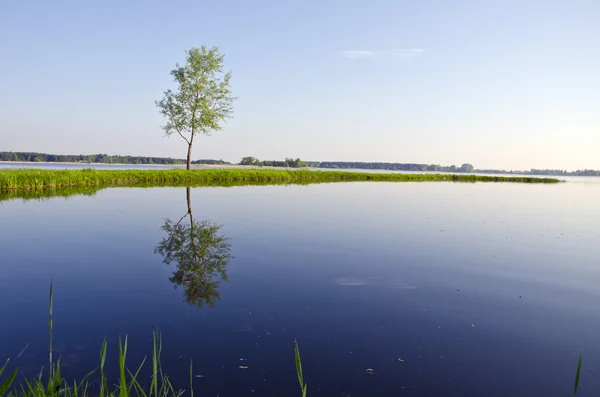 Primavera lago paesaggio con albero solitario — Foto Stock