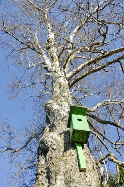 Old bird nesting box on birch tree in spring — Stock Photo, Image