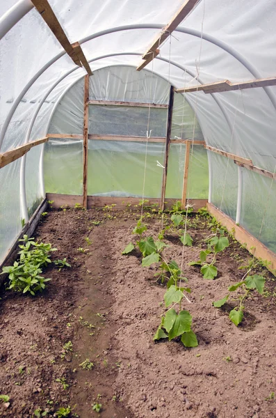 Spring cucumber seedling sprouts in plastic greenhouse — Stock Photo, Image