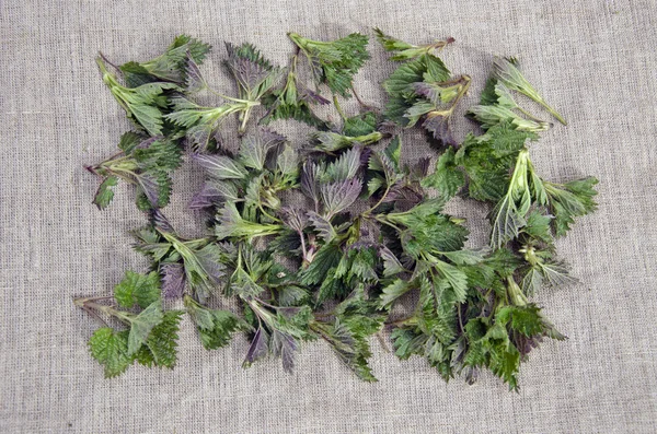 Spring nettle fresh sprouts on linen cloth — Stock Photo, Image