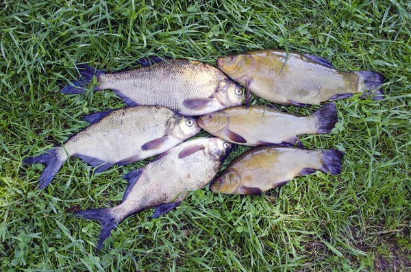 Big Lake fishes tench and bream on green grass after fishing — стоковое фото
