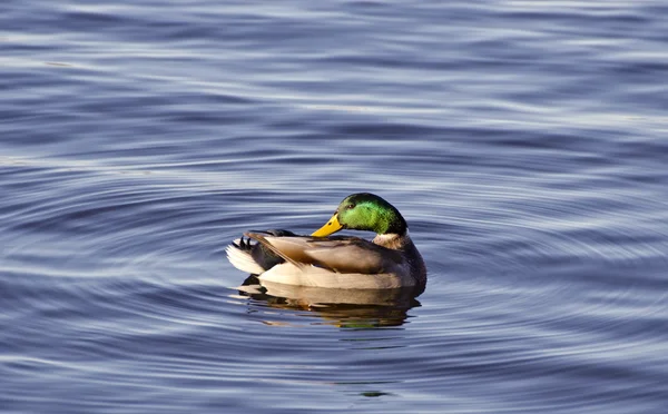 Canard colvert mâle sur l'eau du lac — Photo