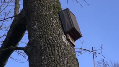 oude houten batbox. Opvangtehuis voor Europese zoogdieren villen