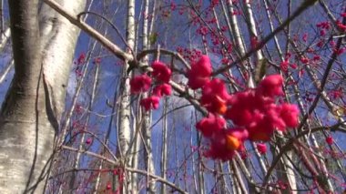 sonbahar ormandaki güzel bush Avrupa Milli (euonymus europaeus)