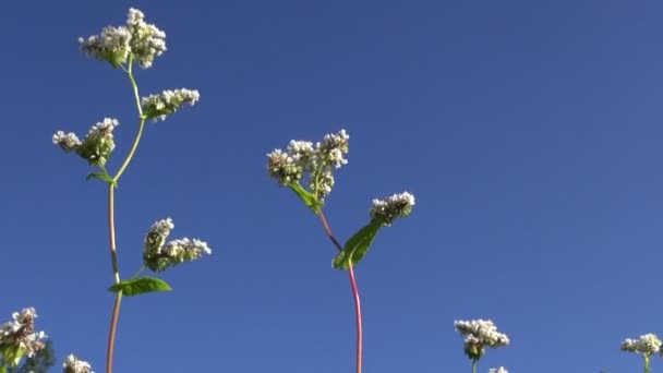 Hermosas flores de trigo sarraceno en el viento de verano — Vídeos de Stock