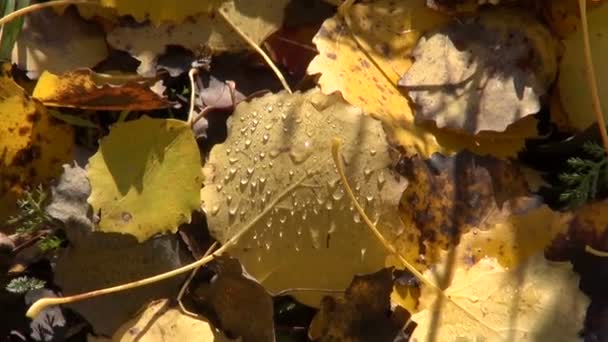Foglie di pioppo tremulo rugiada autunno — Video Stock
