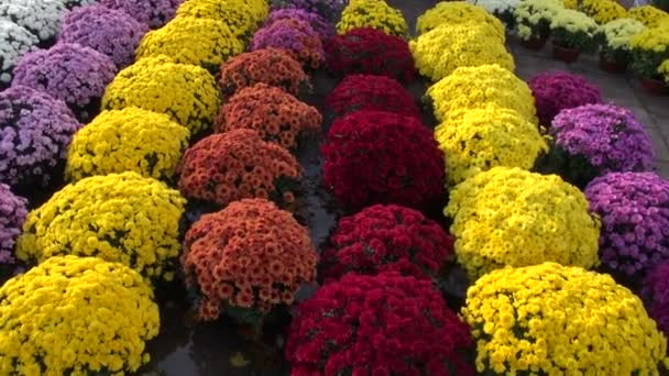 Красочные цветы на осеннем рынке — стоковое видео