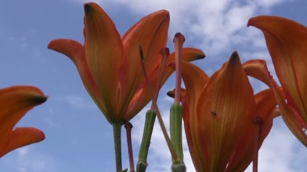 Blühende Lilien im Sommergarten — Stockvideo