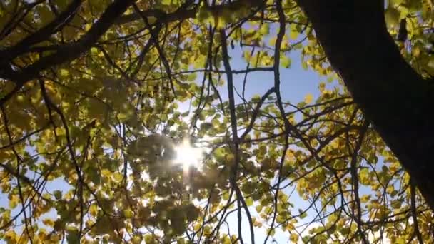 El álamo otoñal deja el fondo con luz solar — Vídeos de Stock