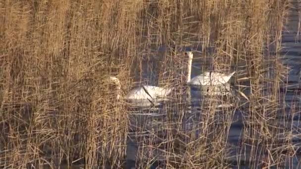 Zwei weiße Schwäne im herbstlichen Schilf am See — Stockvideo