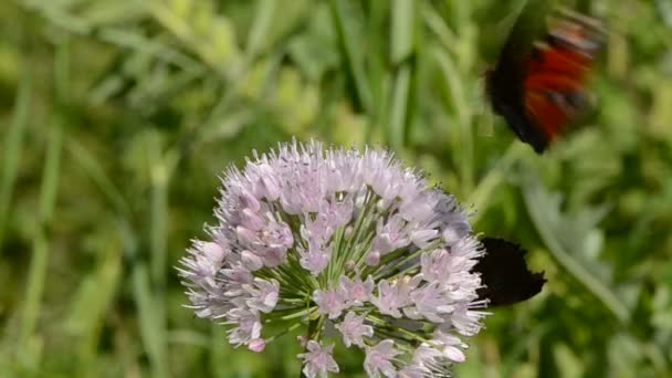 European peacock Inachis io on summer garlic blossom — Stock Video