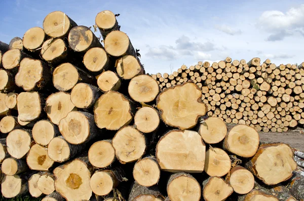 Fresh cut tree logs on field — Stock Photo, Image