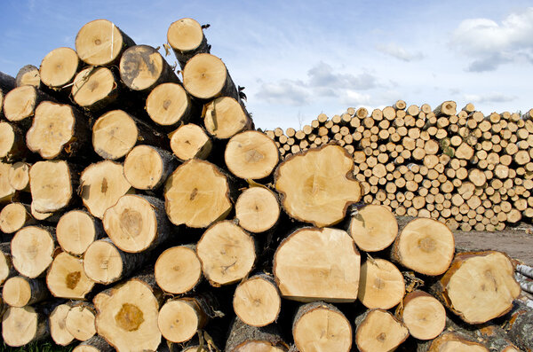 fresh cut tree logs on field